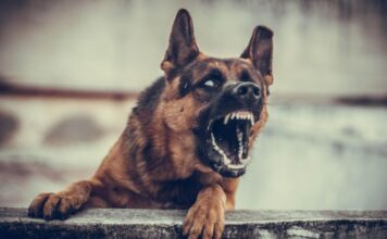 Agresyvus prieglaudos šuo: ką būtina žinoti šeimininkui Agresyvus prieglaudos šuo. Piktas šuo.