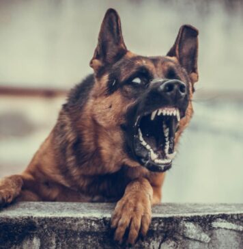 Agresyvus prieglaudos šuo: ką būtina žinoti šeimininkui Agresyvus prieglaudos šuo. Piktas šuo.