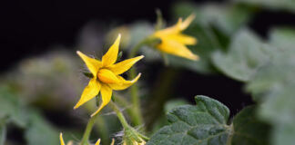Kada sėti agurkus lauke: vienas ženklas parodys tikslų laiką Agurkų sėjimas lauke.