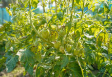 Apsauga nuo kenkėjų šiltnamyje: 3 receptai, kurie veikia per naktį Apsauga nuo kenkėjų šiltnamyje.