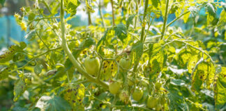 Apsauga nuo kenkėjų šiltnamyje: 3 receptai, kurie veikia per naktį Apsauga nuo kenkėjų šiltnamyje.