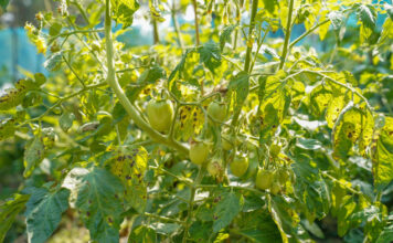 Apsauga nuo kenkėjų šiltnamyje: 3 receptai, kurie veikia per naktį Apsauga nuo kenkėjų šiltnamyje.