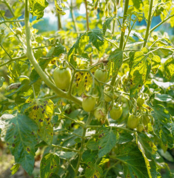 Apsauga nuo kenkėjų šiltnamyje: 3 receptai, kurie veikia per naktį Apsauga nuo kenkėjų šiltnamyje.
