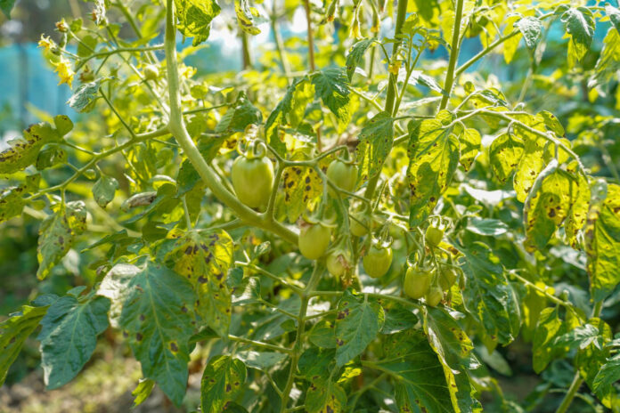 apsauga-nuo-kenkeju-siltnamyje Apsauga nuo kenkėjų šiltnamyje.