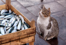 Ar katės gali valgyti ančiuvius? Svarbiausios taisyklės ir rizikos Ar katės gali valgyti ančiuvius. Katė stovi lauki.