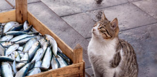 Ar katės gali valgyti ančiuvius? Svarbiausios taisyklės ir rizikos Ar katės gali valgyti ančiuvius. Katė stovi lauki.