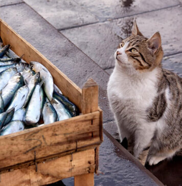 Ar katės gali valgyti ančiuvius? Svarbiausios taisyklės ir rizikos Ar katės gali valgyti ančiuvius. Katė stovi lauki.