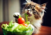 Ar katės gali valgyti salotas? Veterinarai paaiškina Ar katės gali valgyti salotas.
