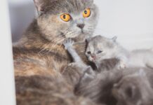 Ar katė paliks kačiukus, jei juos paliesite? Veterinarai atsako Ar katės paliks kačiukus.