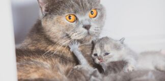 Ar katė paliks kačiukus, jei juos paliesite? Veterinarai atsako Ar katės paliks kačiukus.