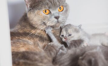 Ar katė paliks kačiukus, jei juos paliesite? Veterinarai atsako Ar katės paliks kačiukus.