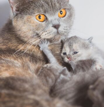 Ar katė paliks kačiukus, jei juos paliesite? Veterinarai atsako Ar katės paliks kačiukus.