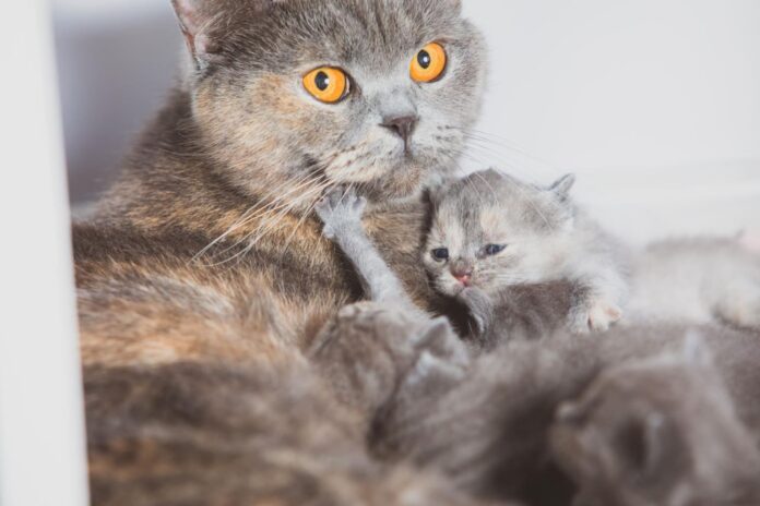 ar-kates-paliks-kaciukus Ar katės paliks kačiukus.