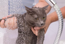 Ar reikia maudyti katę? Dauguma šeimininkų tai daro be reikalo Ar reikia maudyti katę.