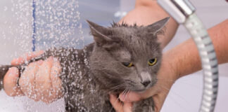 Ar reikia maudyti katę? Dauguma šeimininkų tai daro be reikalo Ar reikia maudyti katę.