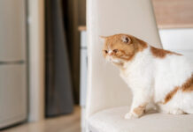 Ar žiauru laikyti katę namuose? Veterinarų atsakymas Ar žiauru laikyti katę namuose.