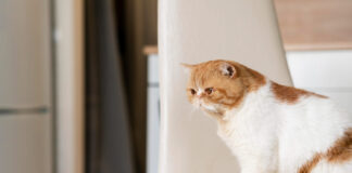 Ar žiauru laikyti katę namuose? Veterinarų atsakymas Ar žiauru laikyti katę namuose.