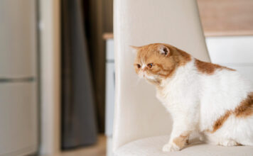 Ar žiauru laikyti katę namuose? Veterinarų atsakymas Ar žiauru laikyti katę namuose.