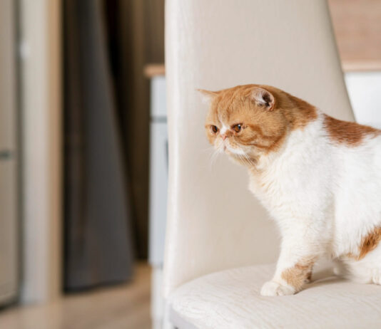 Ar žiauru laikyti katę namuose? Veterinarų atsakymas Ar žiauru laikyti katę namuose.