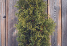 Kokiu atstumu sodinti tujas nuo tvoros: ekspertų patarimai Atstumas sodinant tujas.