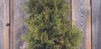 Kokiu atstumu sodinti tujas nuo tvoros: ekspertų patarimai Atstumas sodinant tujas.