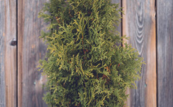 Kokiu atstumu sodinti tujas nuo tvoros: ekspertų patarimai Atstumas sodinant tujas.