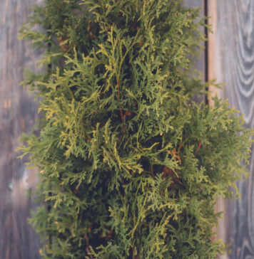 Kokiu atstumu sodinti tujas nuo tvoros: ekspertų patarimai Atstumas sodinant tujas.