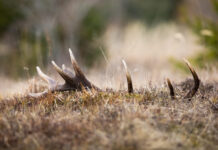 Kaip vyksta briedžių ragų metimo procesas? Briedžio ragų metimo procesas.