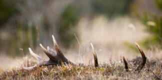 Kaip vyksta briedžių ragų metimo procesas? Briedžio ragų metimo procesas.
