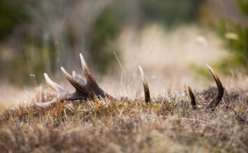 Kaip vyksta briedžių ragų metimo procesas? Briedžio ragų metimo procesas.