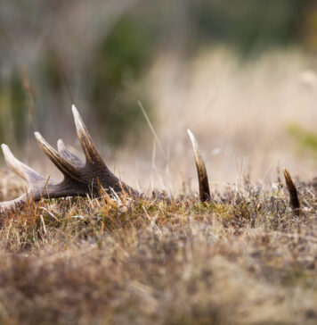 Kaip vyksta briedžių ragų metimo procesas? Briedžio ragų metimo procesas.