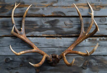 Prasideda briedžių ragų metimo sezonas: ką verta žinoti? Briedžių ragų metimo sezonas.