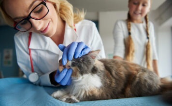 Burnos opos katėms: požymiai, kurių nereikėtų ignoruoti Burnos opos katėms.