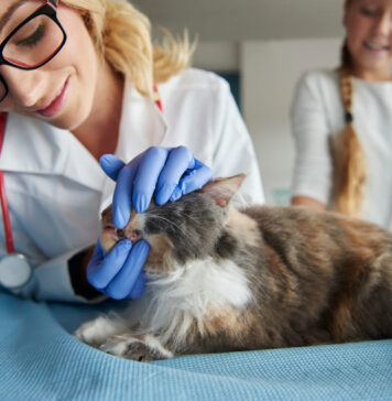 Burnos opos katėms: požymiai, kurių nereikėtų ignoruoti Burnos opos katėms.