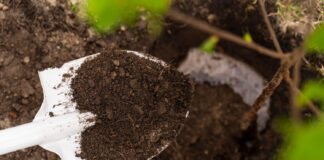 Neskubėkite pirkti durpių: štai kuo jas pakeisti, kad žemė būtų puri lyg pūkas Durpių pakaitalas.