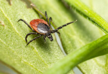 Erkės jau bunda: kada prasideda pavojingiausias sezonas Erkių sezonas.
