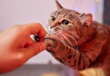 Katės dantims – ne visi skanėstai vienodai geri: 8 geriausi Geriausi dantų skanėstai katėms.