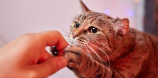 Katės dantims – ne visi skanėstai vienodai geri: 8 geriausi Geriausi dantų skanėstai katėms.