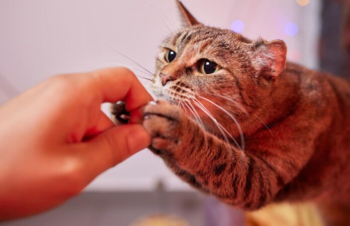 geriausi-dantu-skanestai-katems Geriausi dantų skanėstai katėms.