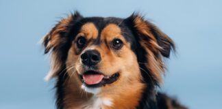 Kodėl šuns išmatos kartais būna juodos? Juodos šuns išmatos.