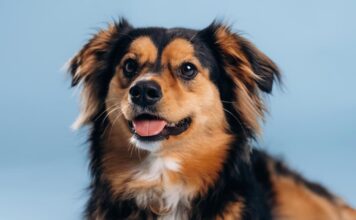 Kodėl šuns išmatos kartais būna juodos? Juodos šuns išmatos.