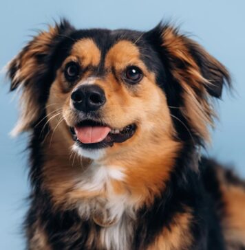 Kodėl šuns išmatos kartais būna juodos? Juodos šuns išmatos.