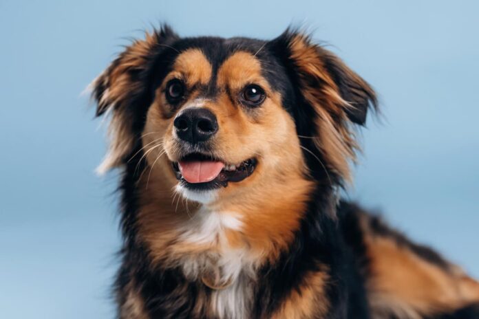 juodos-suns-ismatos-suo Juodos šuns išmatos.