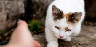 Kačių galūnių lūžiai: simptomai, diagnostika ir gydymo galimybės Kačių galūnių lūžiai.