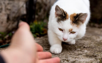 Kačių galūnių lūžiai: simptomai, diagnostika ir gydymo galimybės Kačių galūnių lūžiai.
