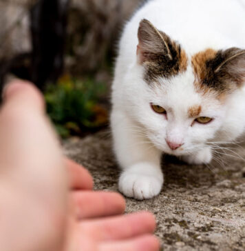 Kačių galūnių lūžiai: simptomai, diagnostika ir gydymo galimybės Kačių galūnių lūžiai.