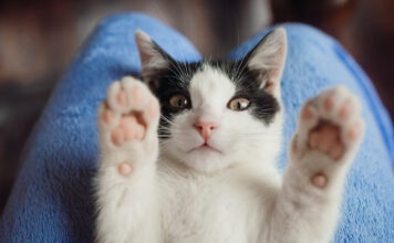 Kaip išlaikyti katės nagus sveikus: 5 veterinarų patarimai Kačių nagų priežiūra.