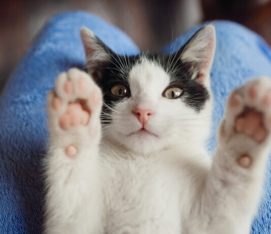 Kaip išlaikyti katės nagus sveikus: 5 veterinarų patarimai Kačių nagų priežiūra.