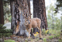 Kada gimsta stirniukai ir elniukai? Kada gimsta stirniukai ir elniukai.