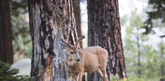 Kada gimsta stirniukai ir elniukai? Kada gimsta stirniukai ir elniukai.